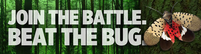 Join the Battle: Beat the Bug